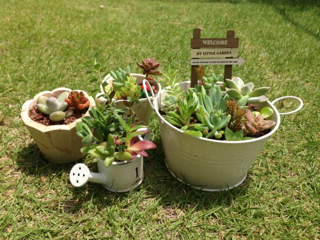 多肉植物の寄せ植えのイメージ画像です。